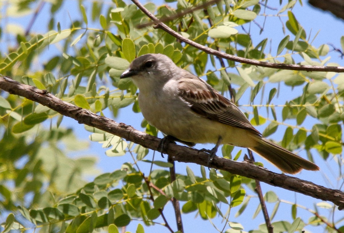 Chapada Flycatcher - ML633811783