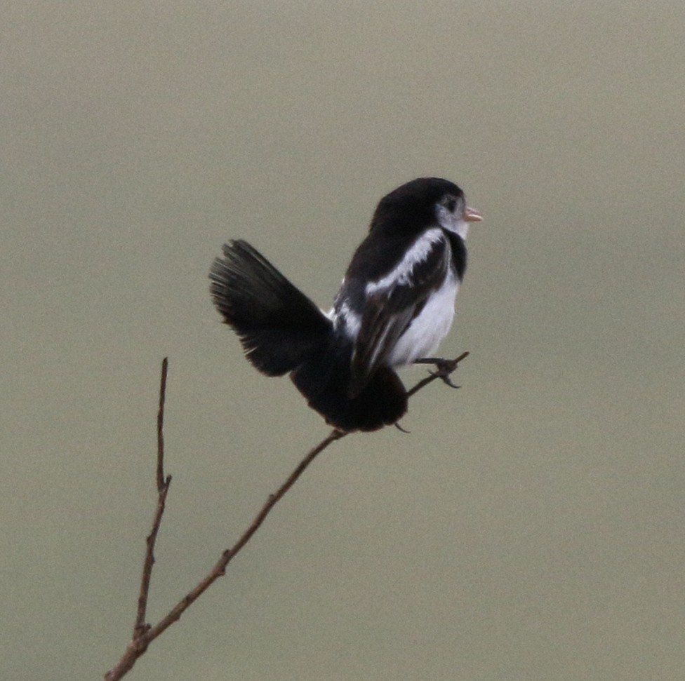 Cock-tailed Tyrant - ML633811795