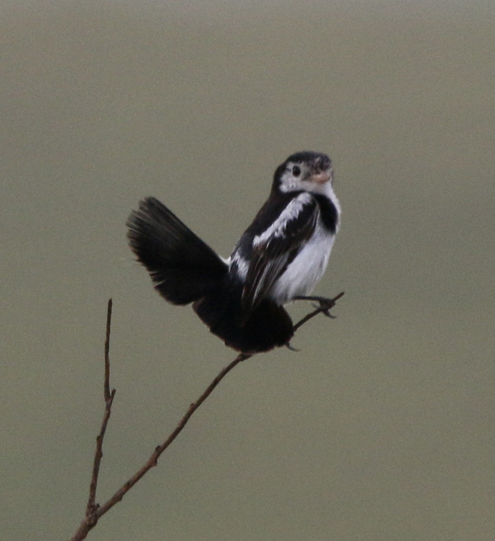 Cock-tailed Tyrant - ML633811796