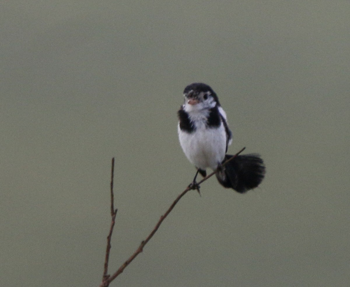Cock-tailed Tyrant - ML633811797