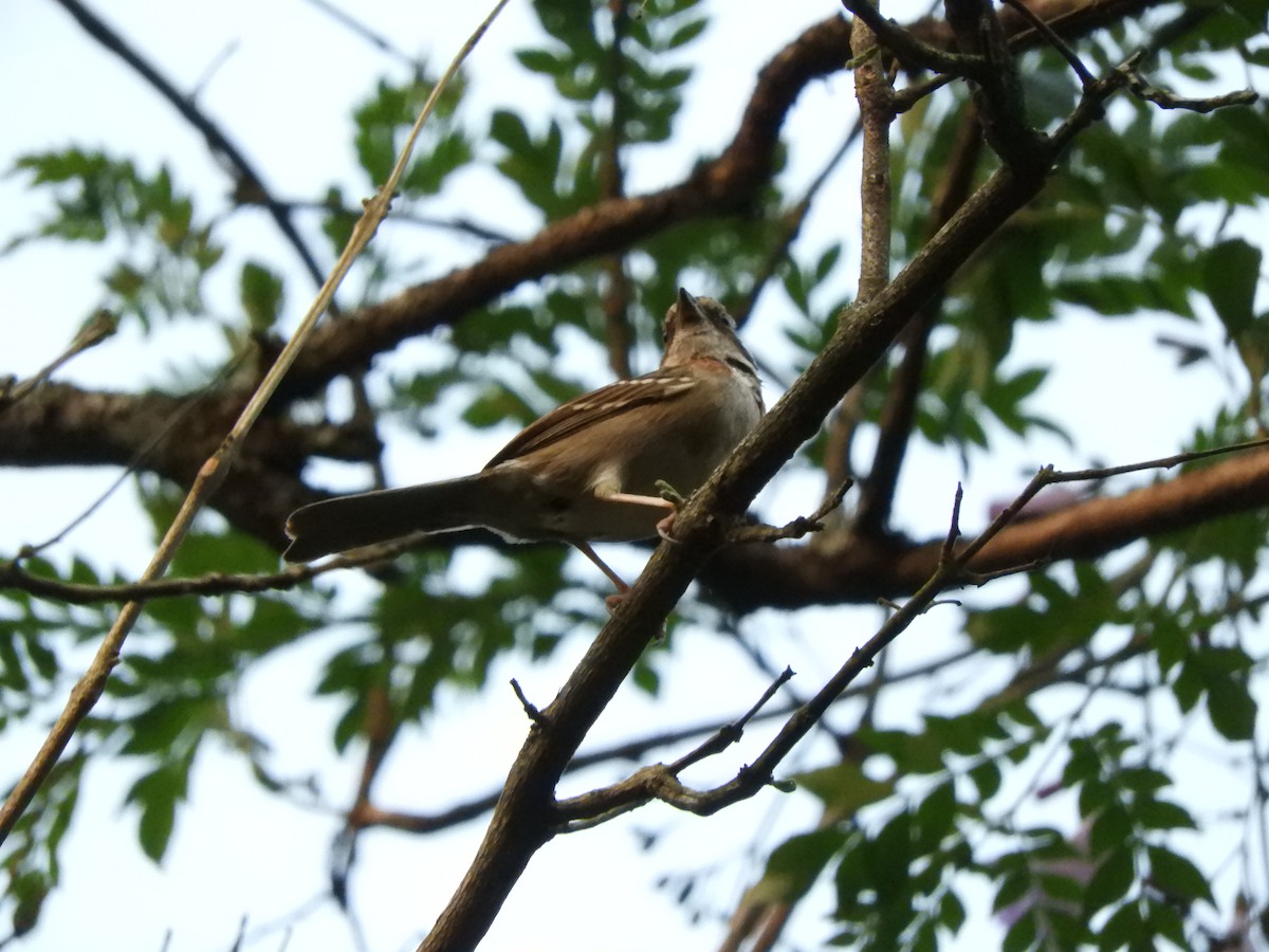 Short-crested Flycatcher - ML633811810