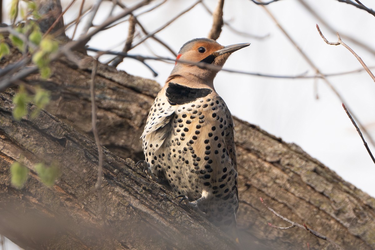 datel zlatý (ssp. auratus/luteus) - ML633811888
