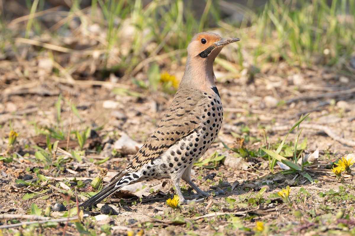 datel zlatý (ssp. auratus/luteus) - ML633811946