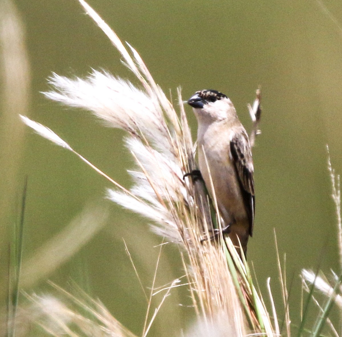 Pearly-bellied Seedeater - ML633811993