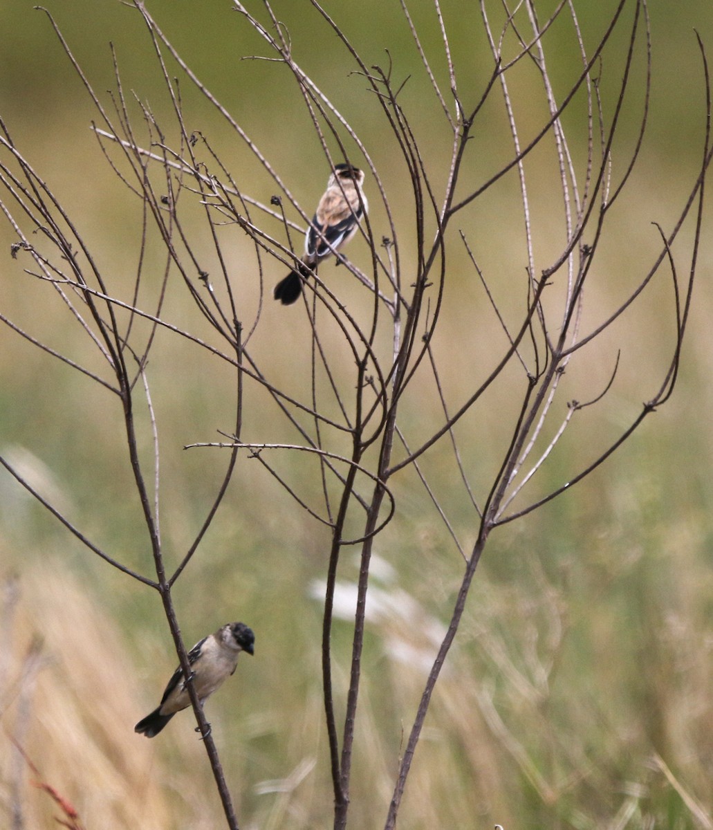 Pearly-bellied Seedeater - ML633812014