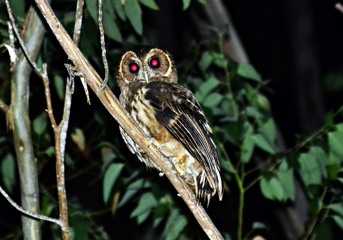 demonugle - ML633812085