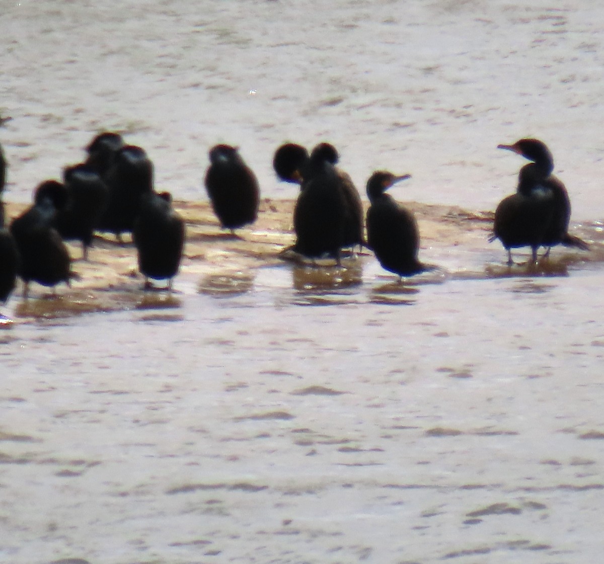 Double-crested Cormorant - ML633812133