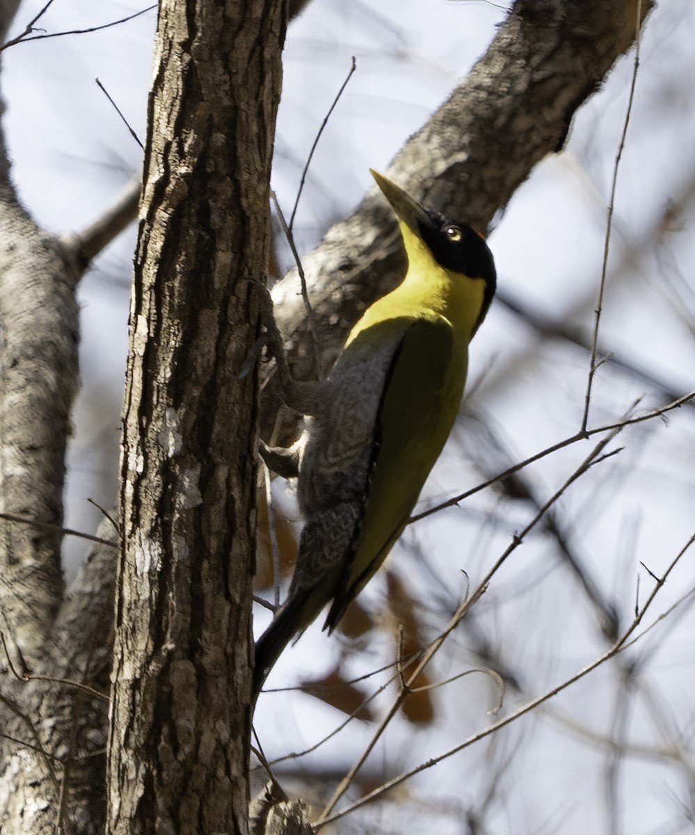 Black-headed Woodpecker - ML633812218