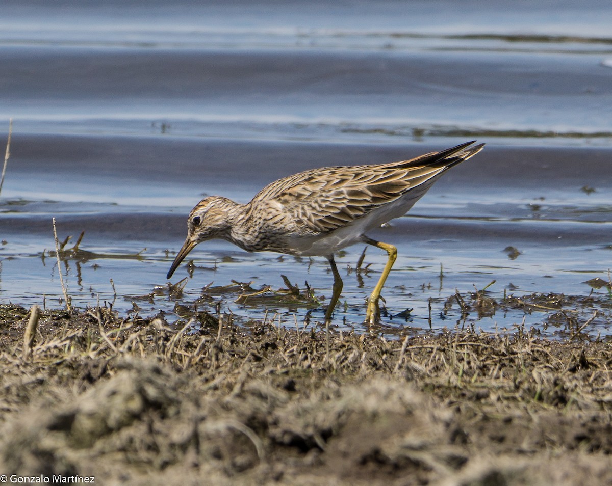 Pectoral Sandpiper - ML633812296