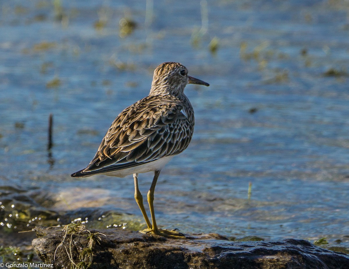 Pectoral Sandpiper - ML633812303
