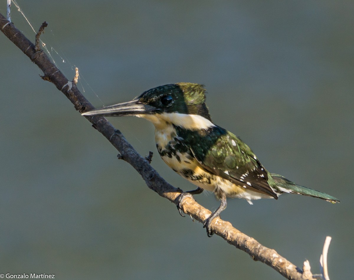 Green Kingfisher - ML633812323