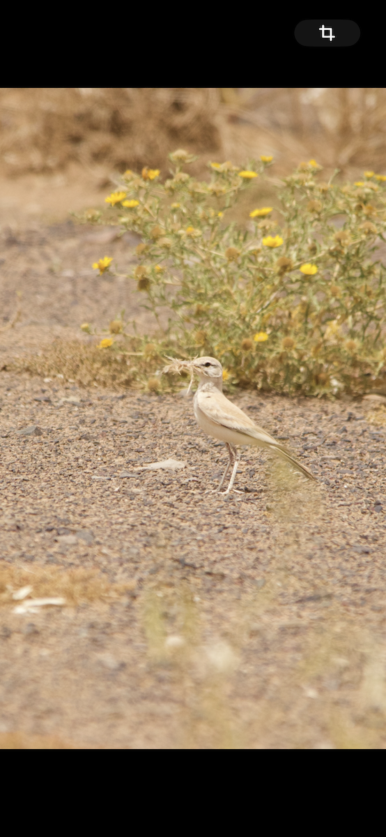 Greater Hoopoe-Lark - ML633812430