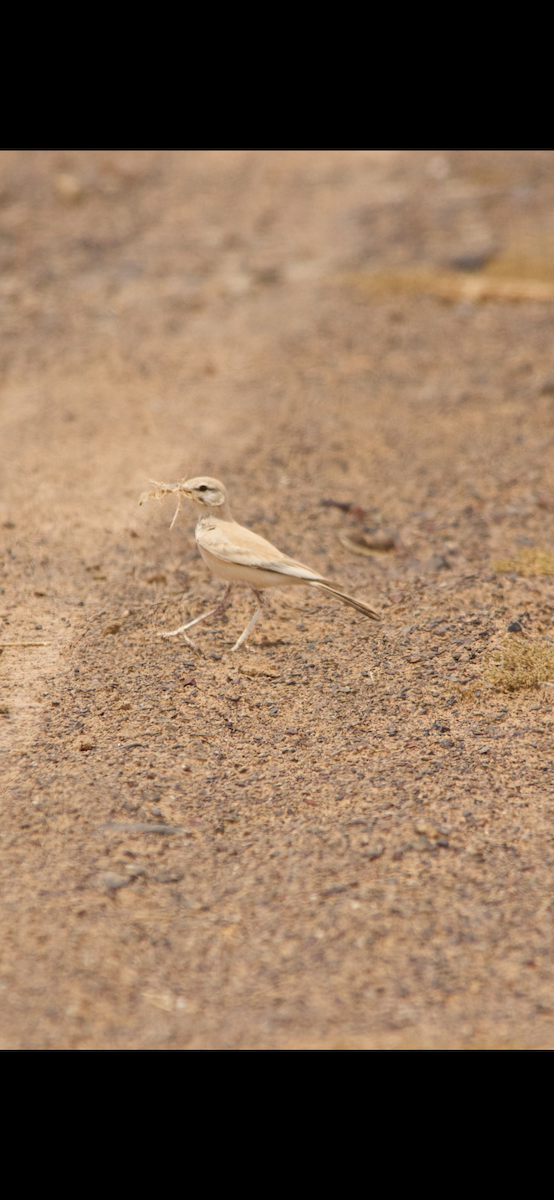 Greater Hoopoe-Lark - ML633812431