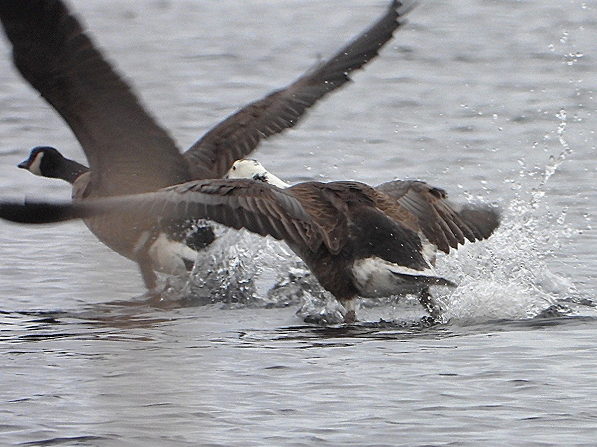 Snow x Canada Goose (hybrid) - ML633812439