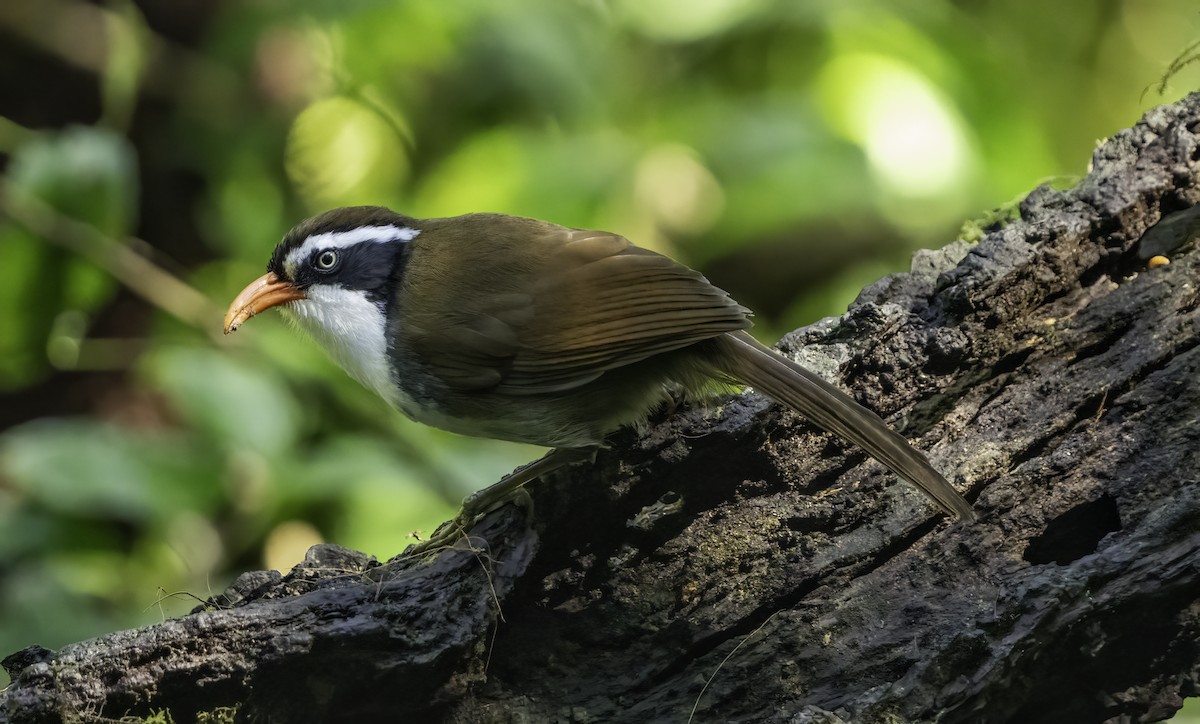 Brown-crowned Scimitar-Babbler - ML633812562