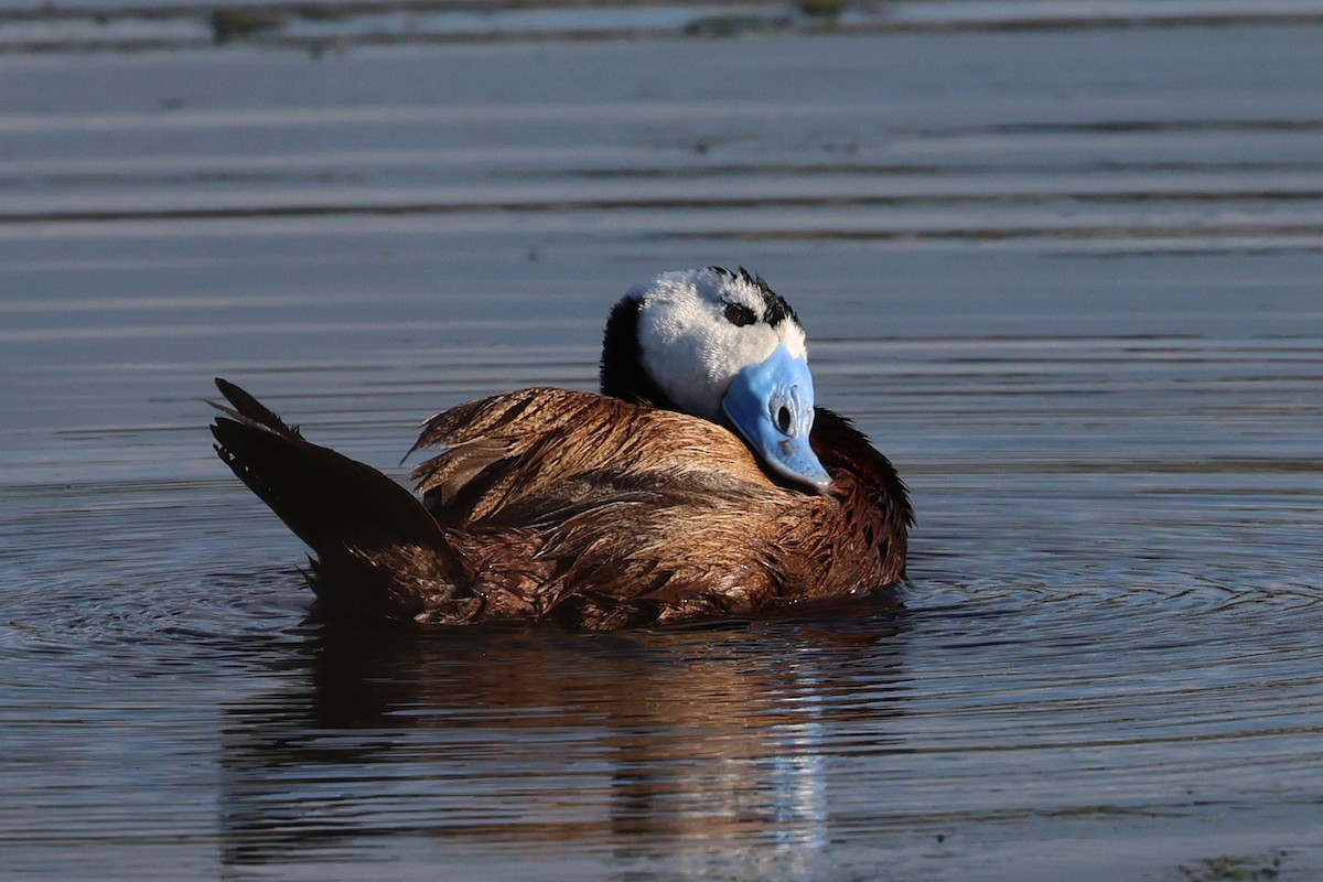 White-headed Duck - ML633812644