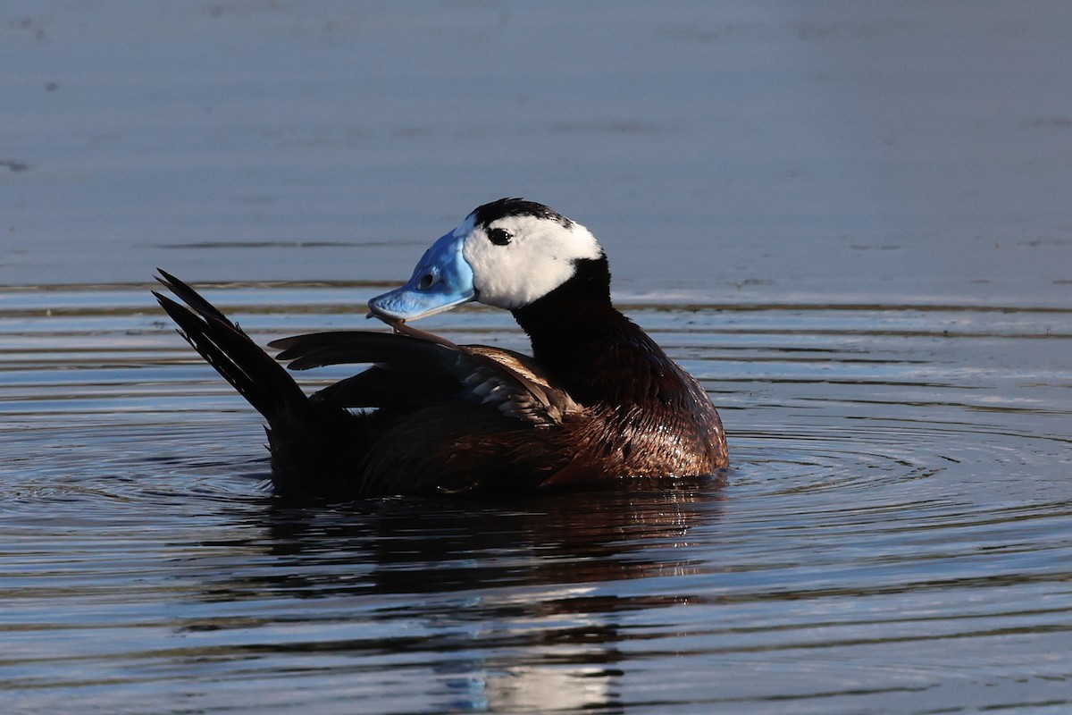 White-headed Duck - ML633812646