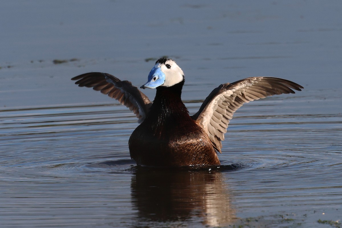 White-headed Duck - ML633812647
