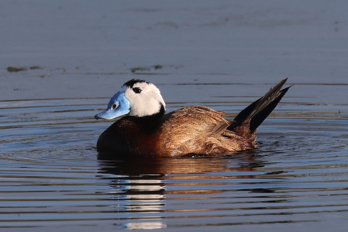 White-headed Duck - ML633812649