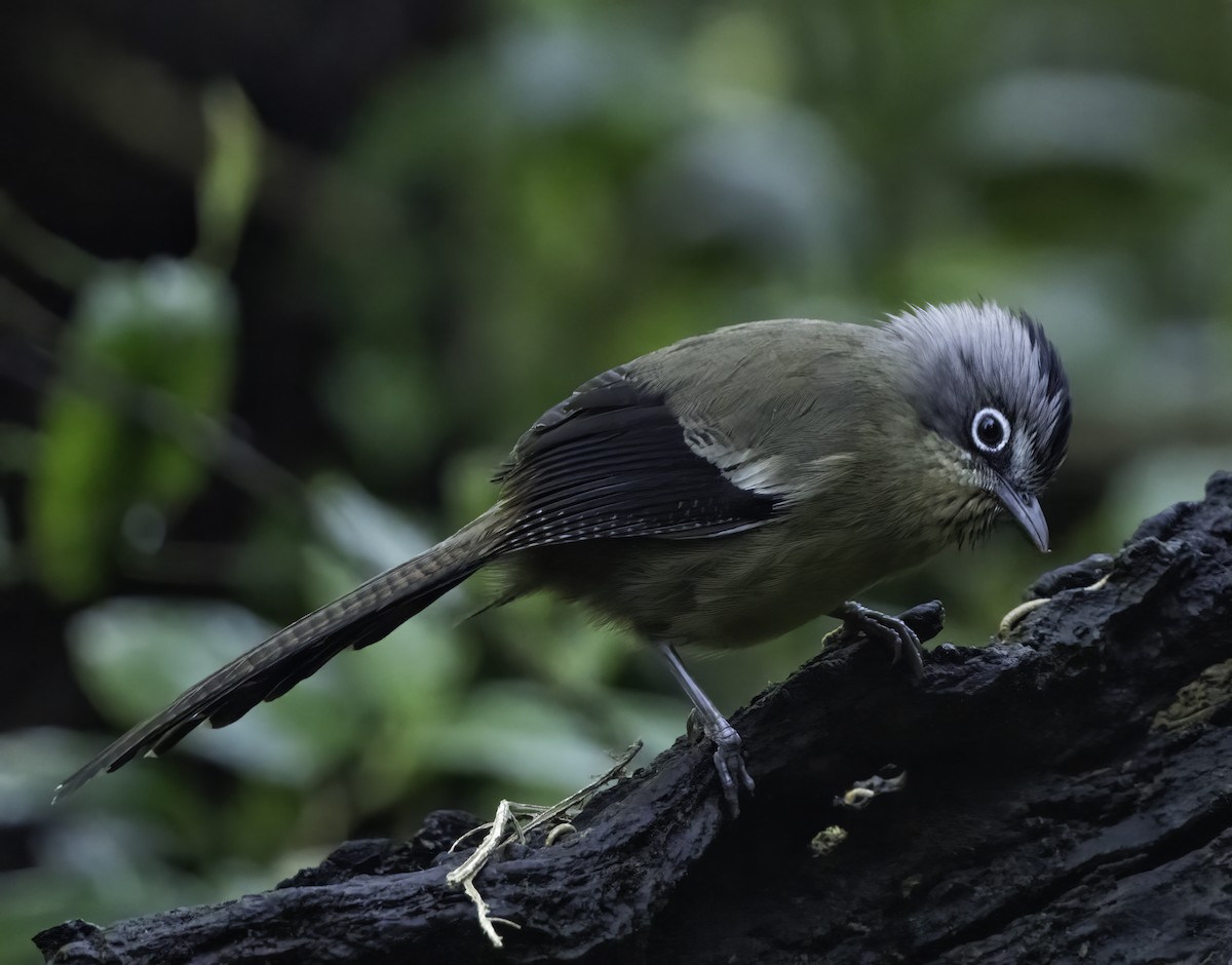 Black-crowned Barwing - ML633812696