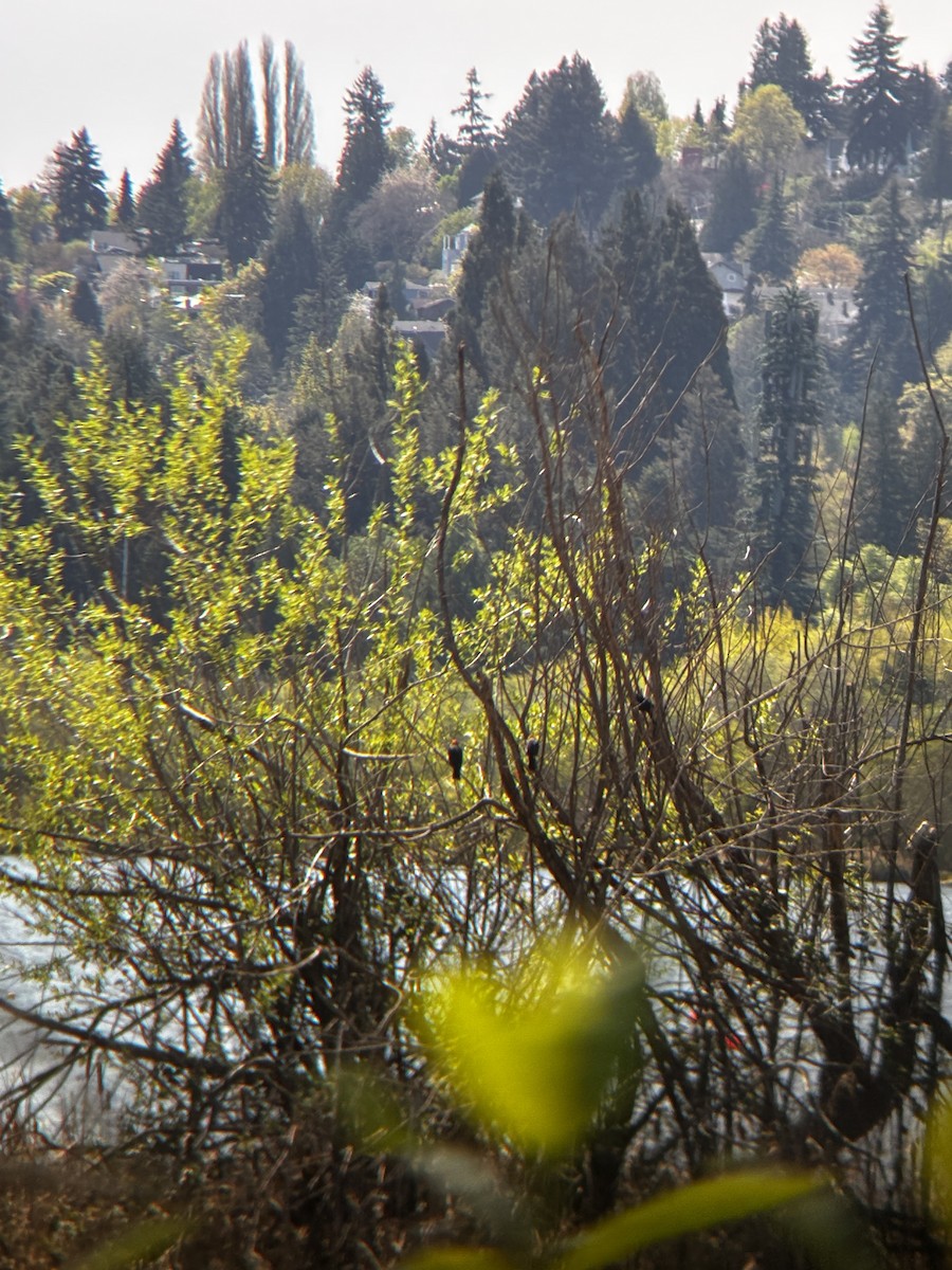 Yellow-headed Blackbird - ML633812901