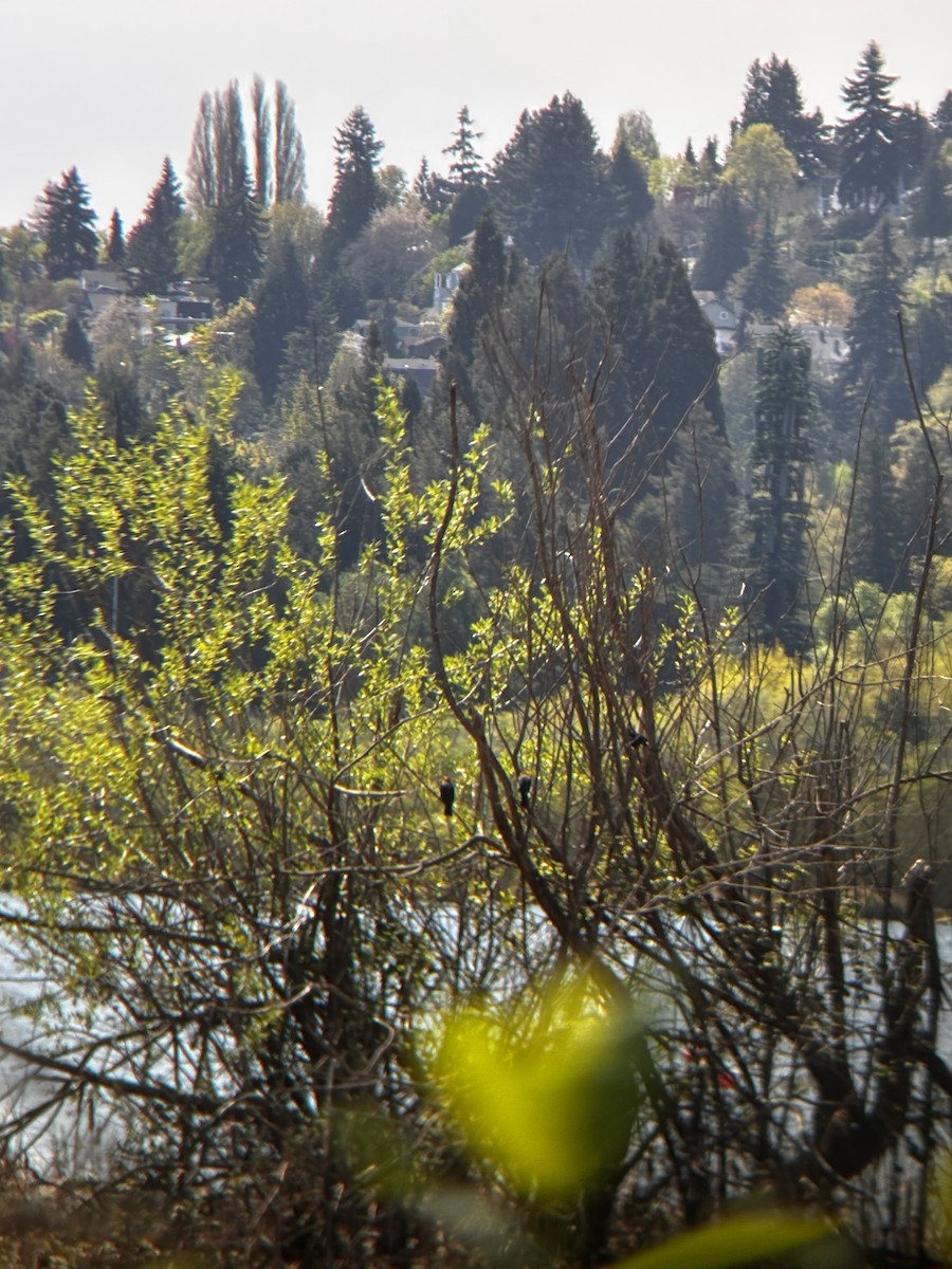 Yellow-headed Blackbird - ML633812902