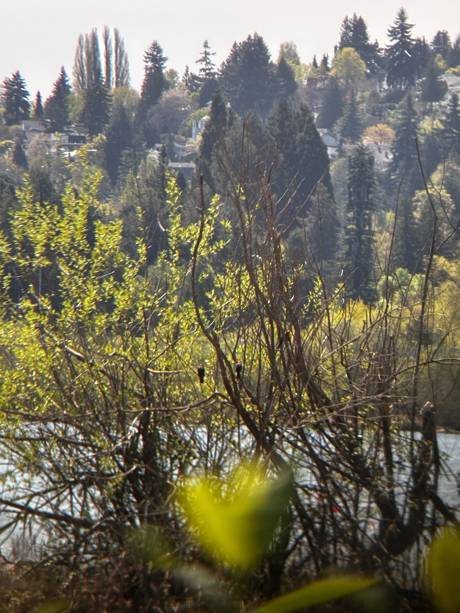 Yellow-headed Blackbird - ML633812903