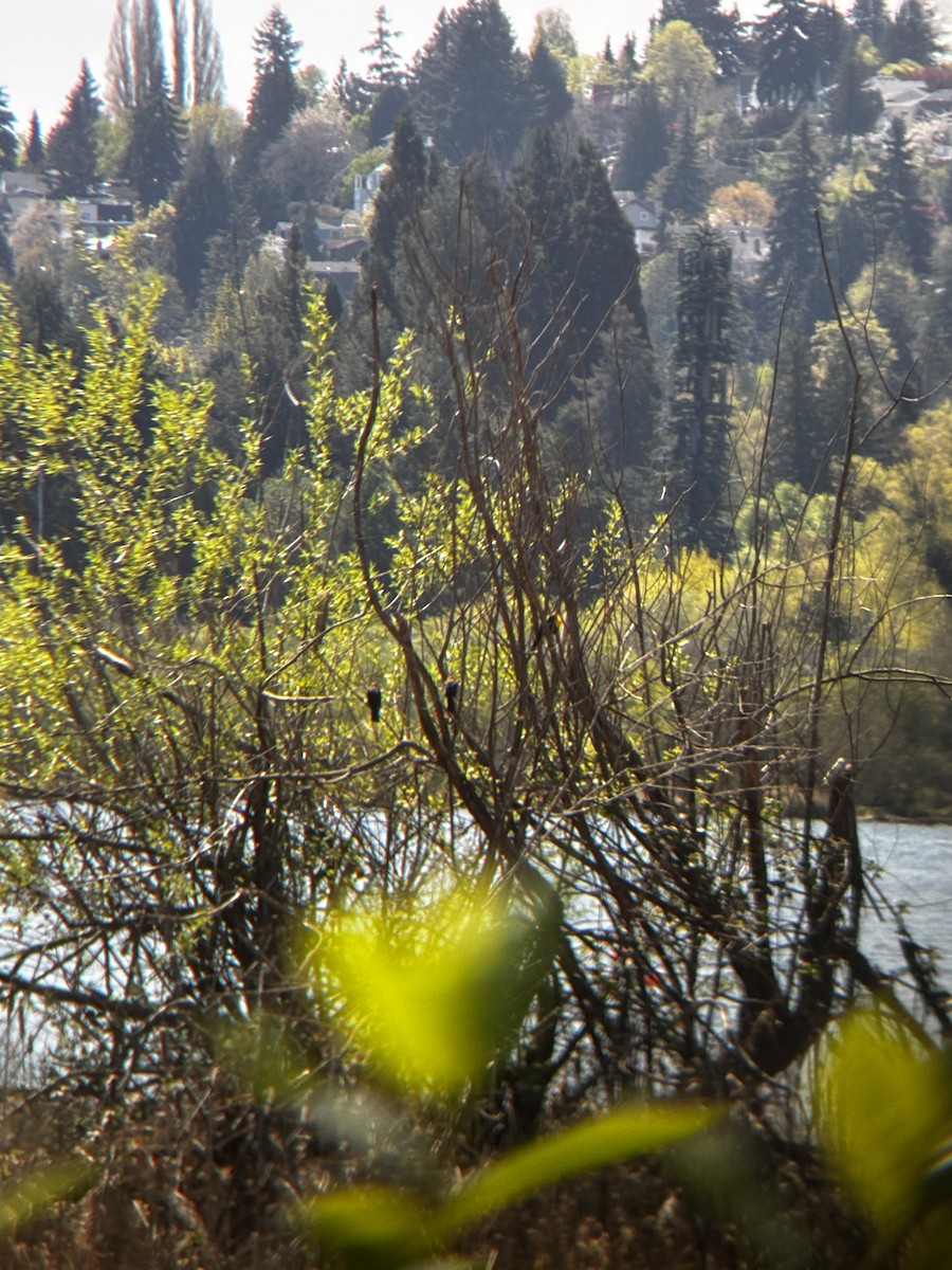 Yellow-headed Blackbird - ML633812904