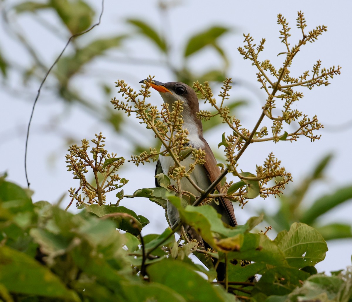 Pearly-breasted Cuckoo - ML633812905