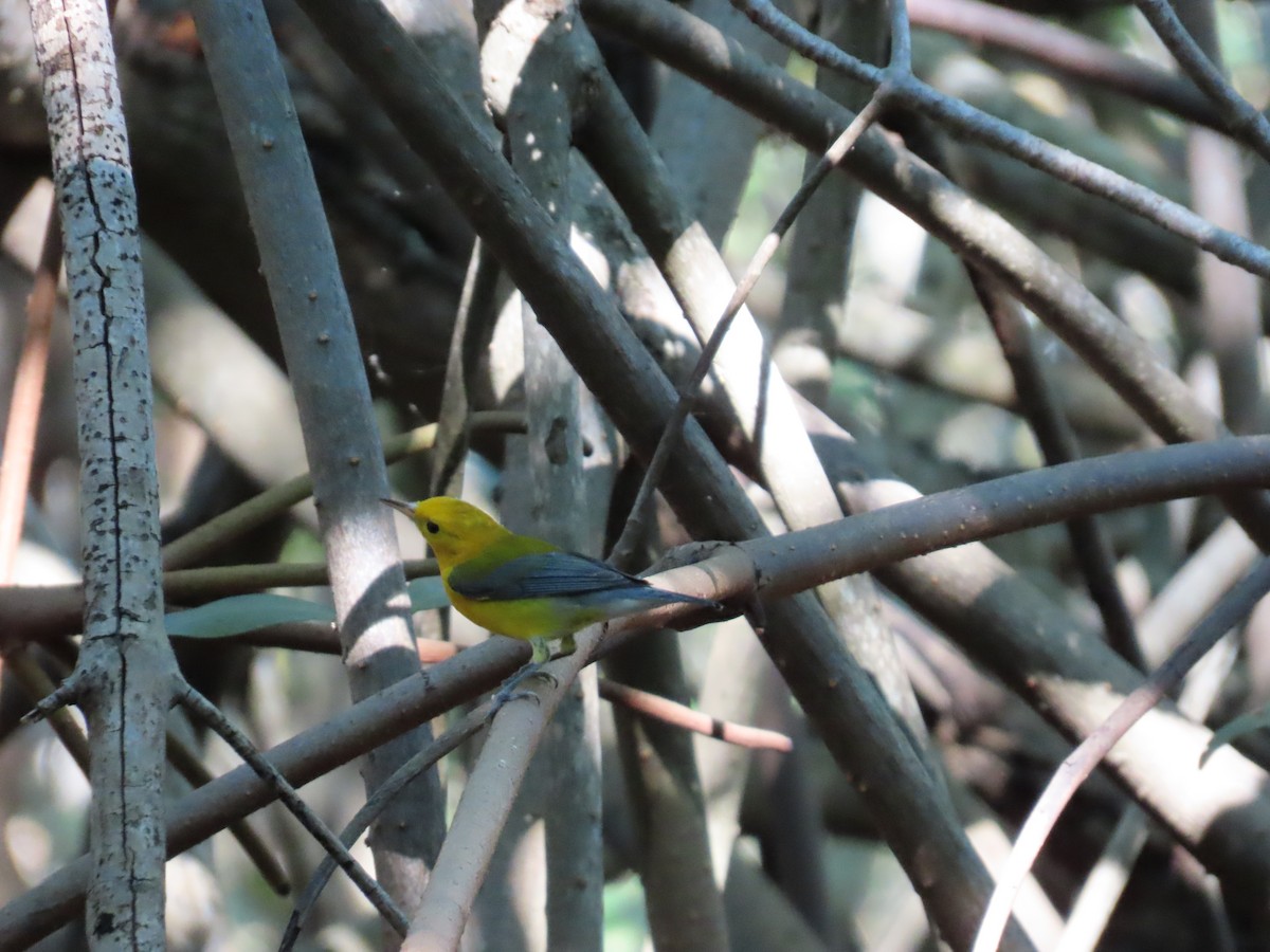 Prothonotary Warbler - ML633813000