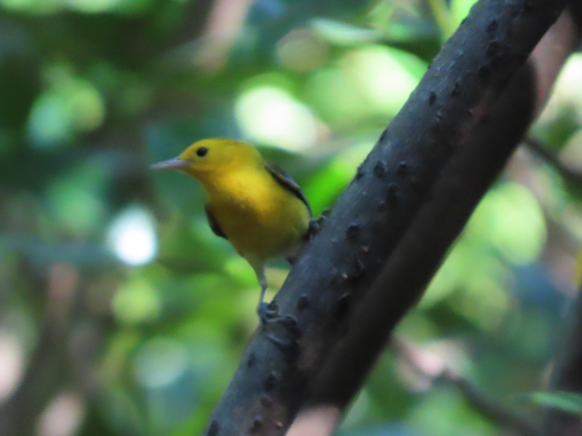 Prothonotary Warbler - ML633813001