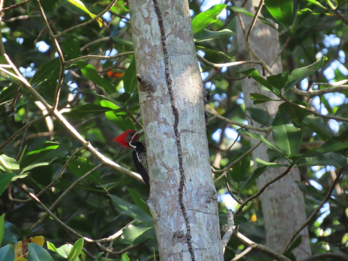 Lineated Woodpecker - ML633813043