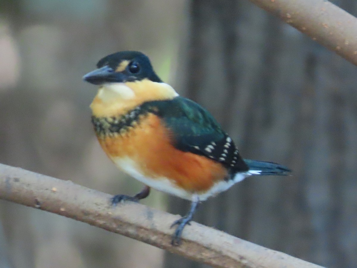 American Pygmy Kingfisher - ML633813056