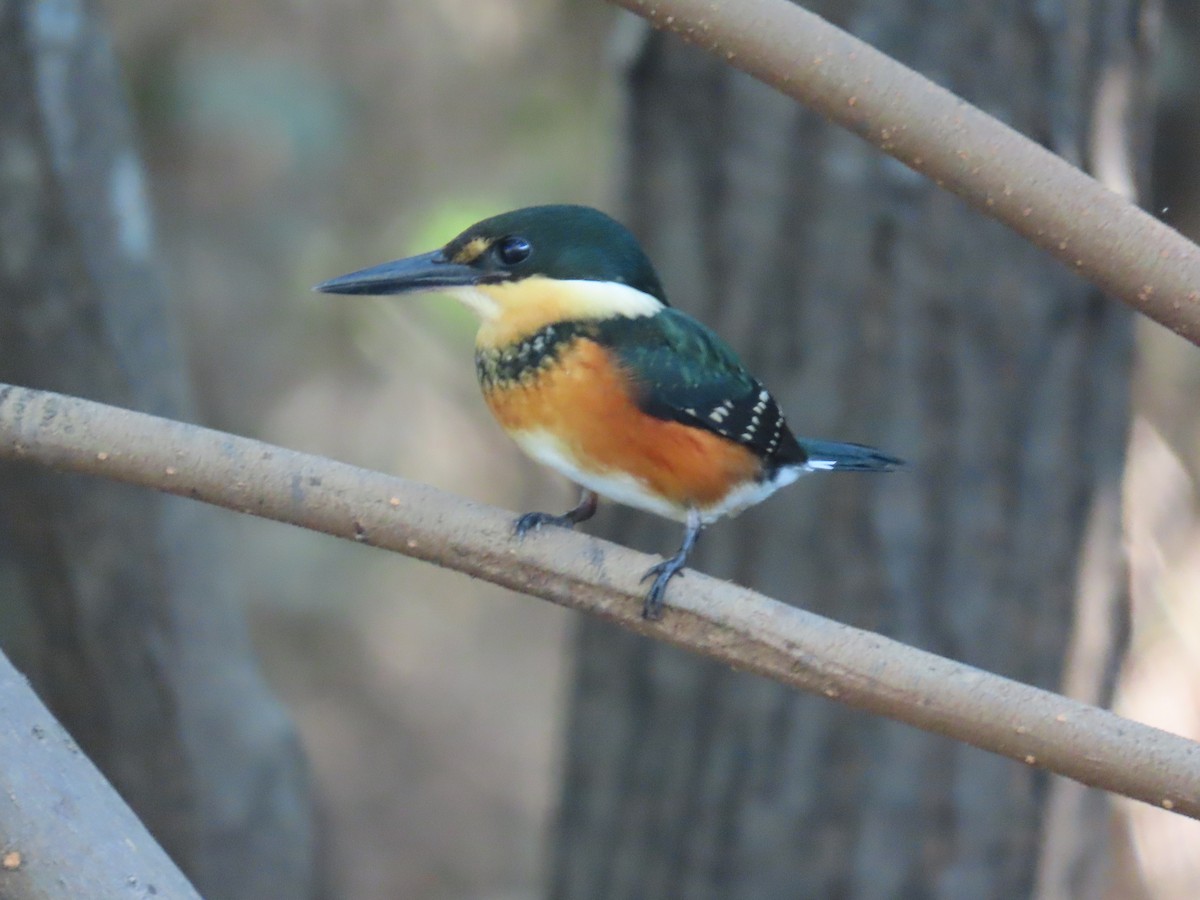 American Pygmy Kingfisher - ML633813057