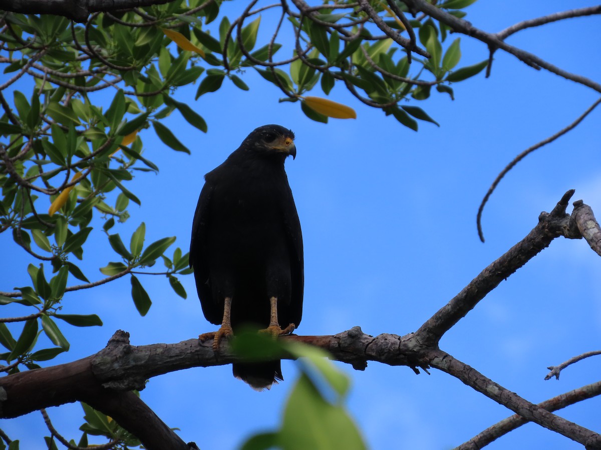 Common Black Hawk - ML633813078