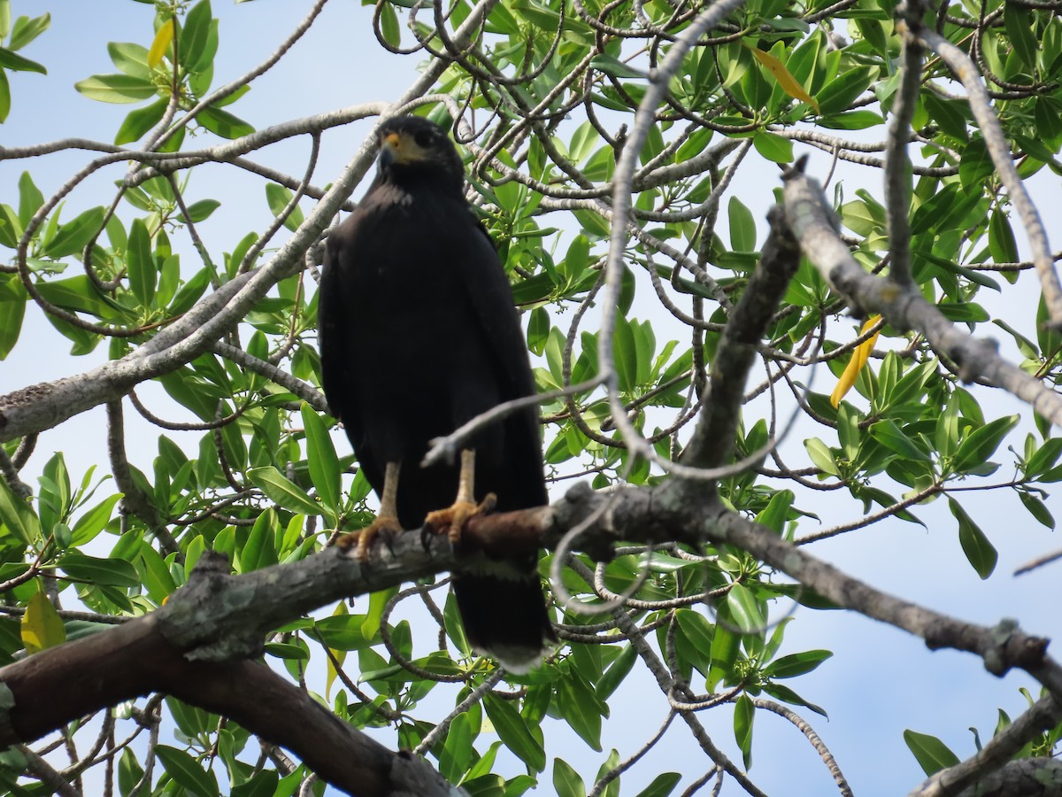 Common Black Hawk - ML633813080