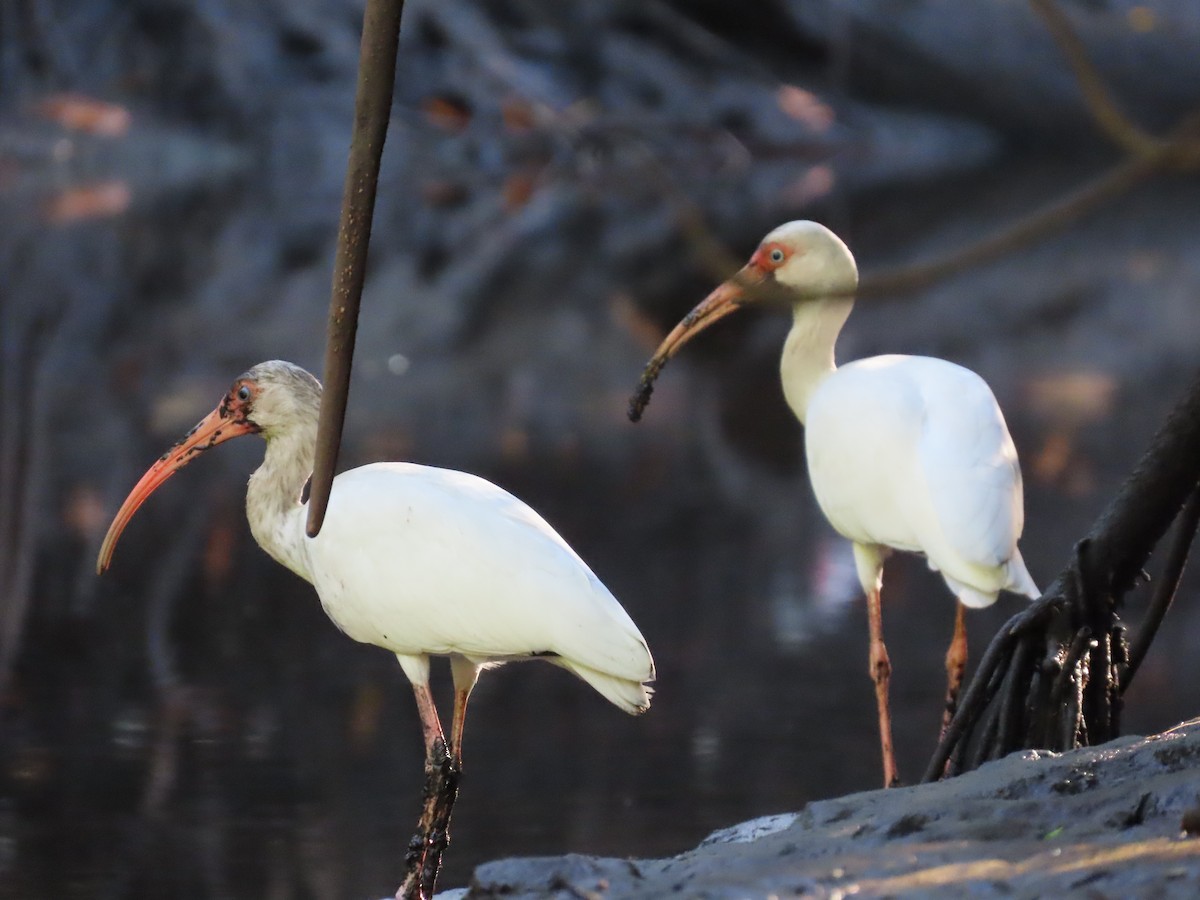 White Ibis - ML633813109