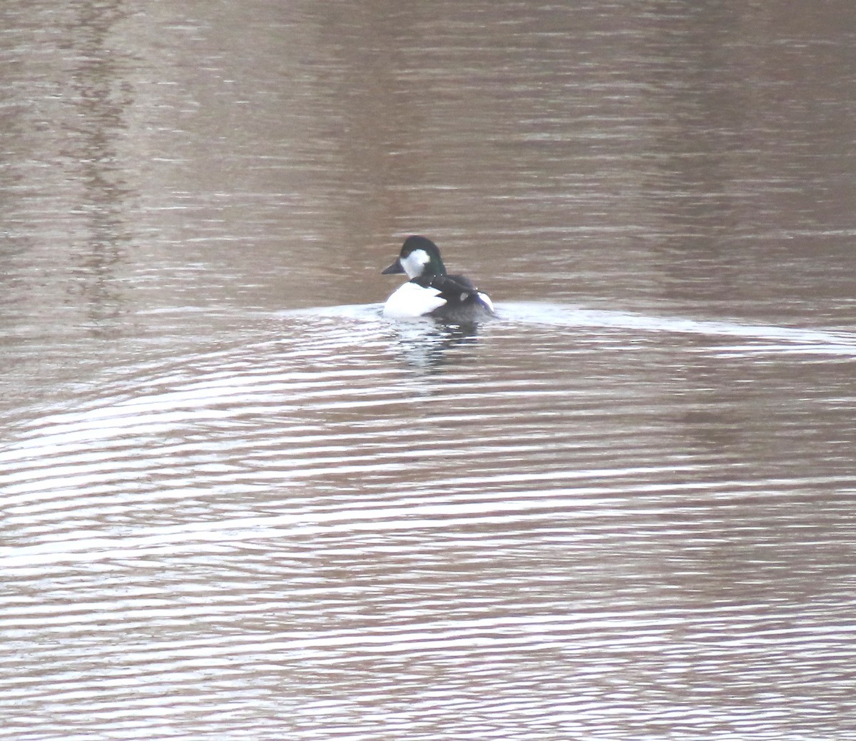 Bufflehead x Common Goldeneye (hybrid) - ML633813114