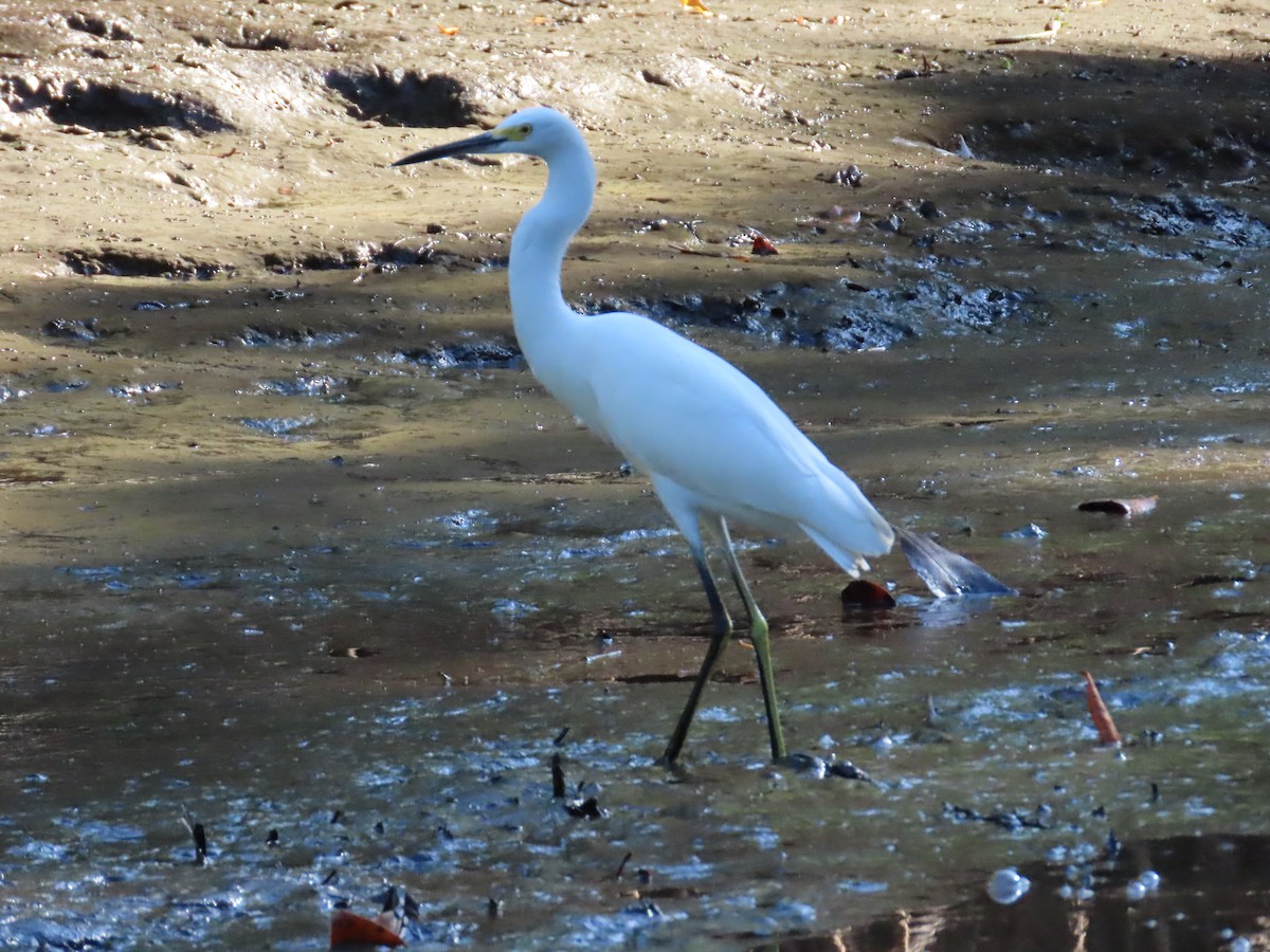 Snowy Egret - ML633813229