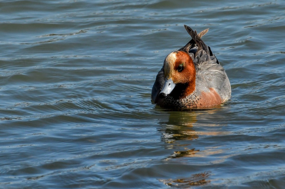 Canard siffleur - ML633813439