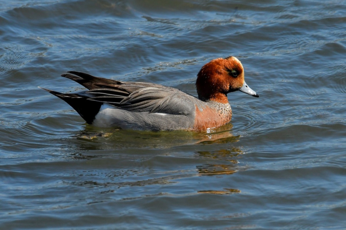 Canard siffleur - ML633813440