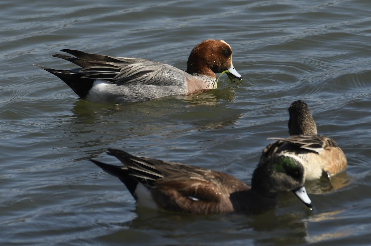 Canard siffleur - ML633813441