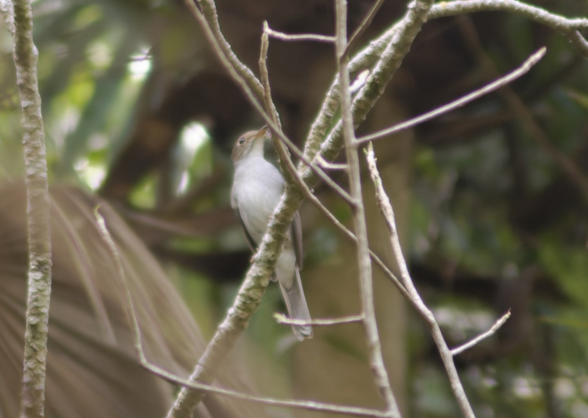 Cuban Solitaire - ML633813480