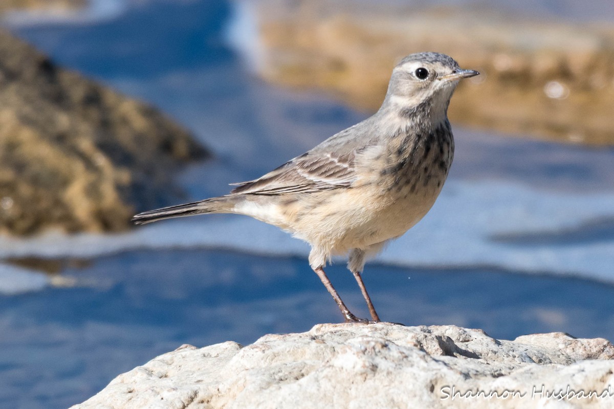 American Pipit - ML633813582