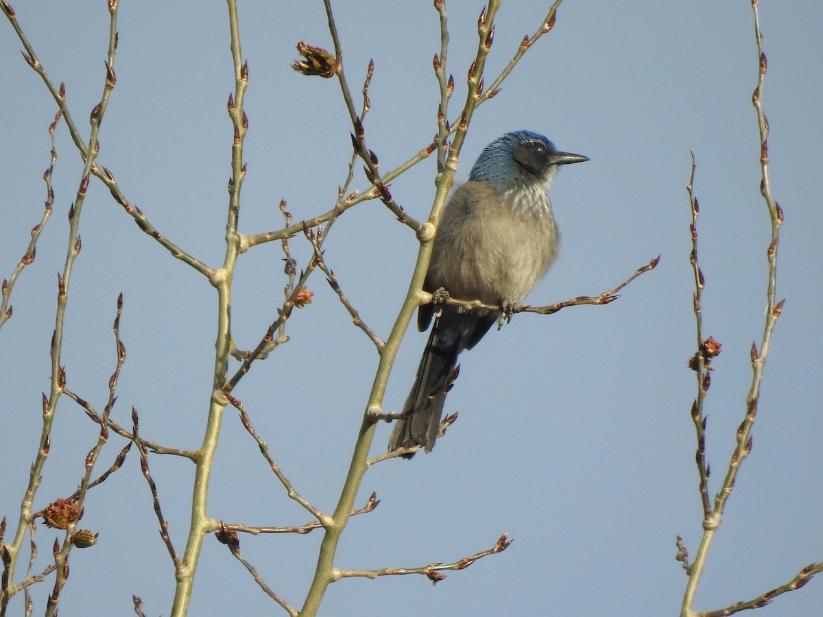 Woodhouse's Scrub-Jay - ML633813610