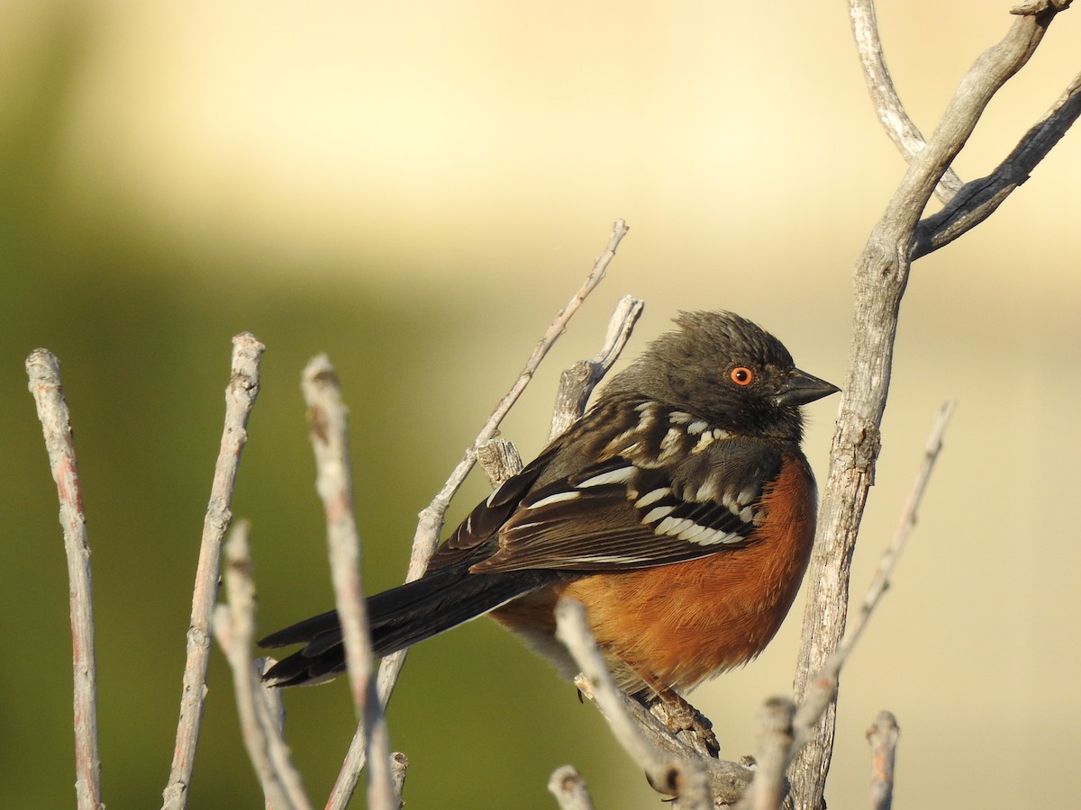 Spotted Towhee - ML633813631