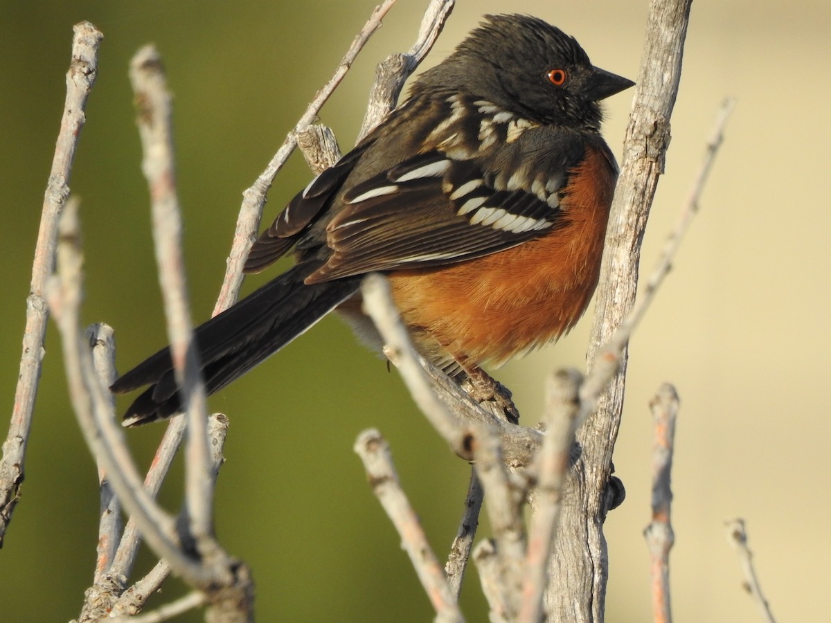 Spotted Towhee - ML633813634