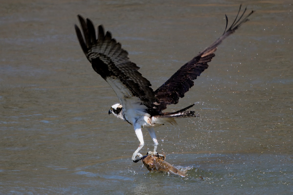 Águila Pescadora - ML633813809