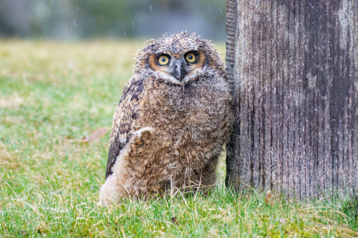 Great Horned Owl - ML633813852