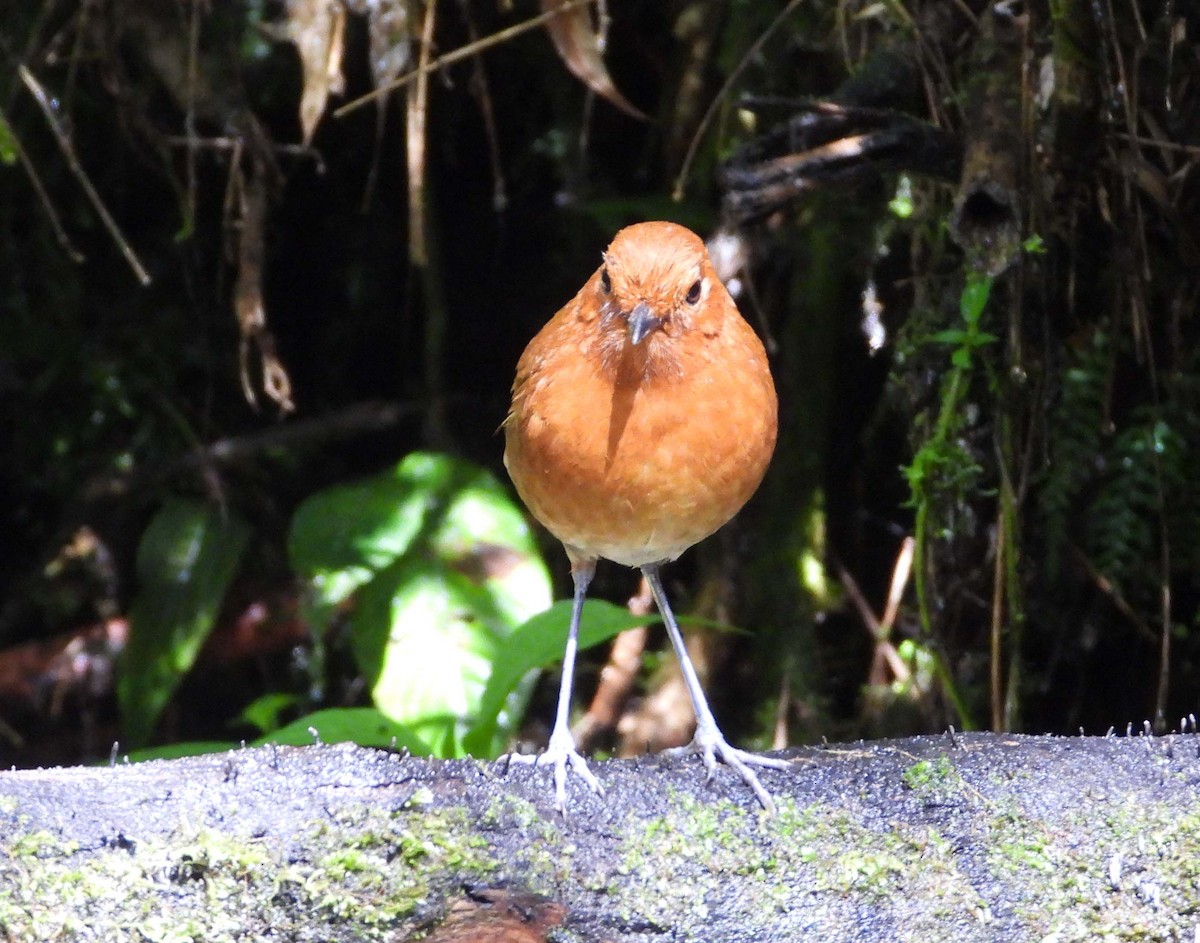 Chami Antpitta - ML633813937